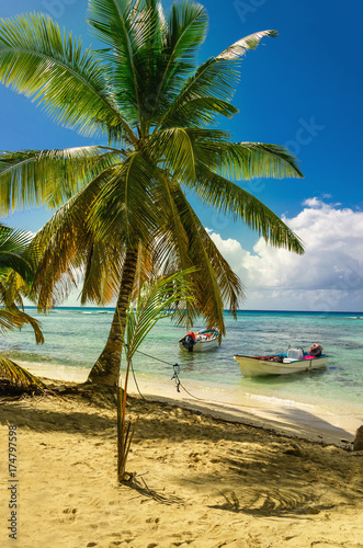 Amazing palm tree on caribbean beach with boat Dominican Republic  Caribbean