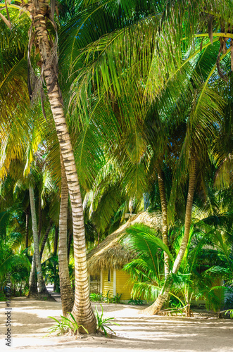 Wall Mural Yellow wooden cottage hidden among the tall palm trees Caribbean island