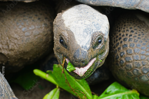 Giant tortoise sticking out tongue