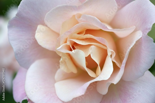 Rose flower (Rosa)