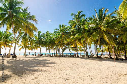 Exotic Caribbean beach full of beautiful palm trees, Dominican Republic © A.Jedynak