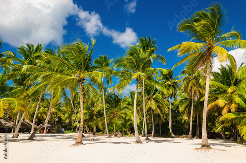 Exotic Caribbean beach full of beautiful palm trees  Dominican Republic