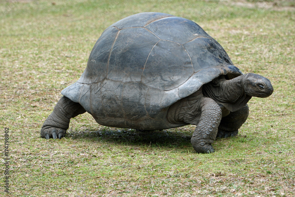 Giant tortoise walking over grassland with eyes closed Stock Photo