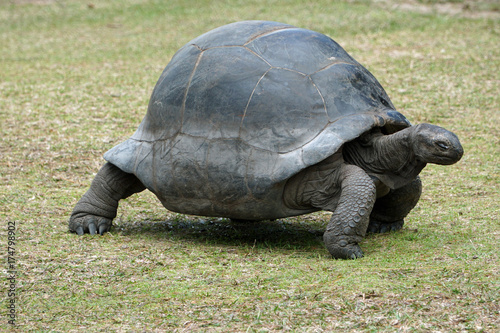 Giant tortoise walking over grassland with eyes closed