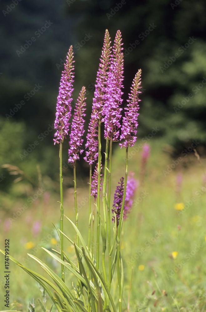 Fragrant orchid (Gymnadenia conopsea) Fragrant orchid (Gymnadenia conopsea)