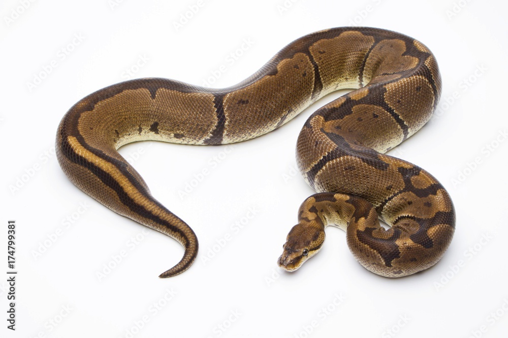 Fototapeta premium Royal Python (Python regius), Super Venom, female, Markus Theimer reptile breeding, Austria, Europe