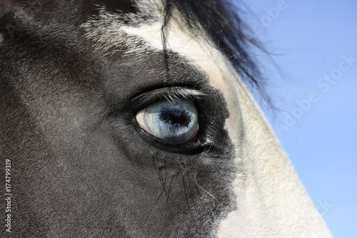 Eye of a mare © imageBROKER