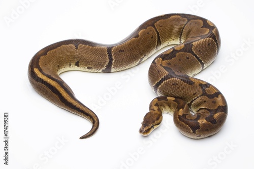 Royal Python (Python regius), Super Venom, female, Markus Theimer reptile breeding, Austria, Europe