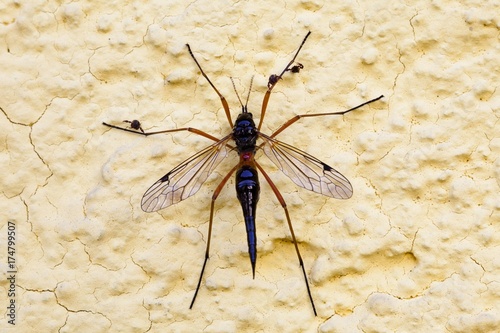 Giant sabre comb-horn cranefly (Tanyptera atrata), wine district, Lower Austria, Austria, Europe photo