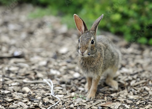 Cottontail rabbit (Sylvilagus), leveret, with ticks on its mouth, Chicago, Illinois, United States of America, USA, North America