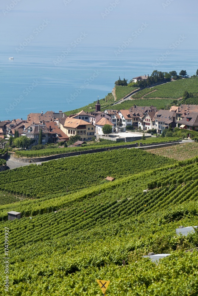 View across the vineyards near Vevey towards St Saforin, Lake Geneva at back, Vevey, Canton Vaud, Lake Geneva, Switzerland, Europe