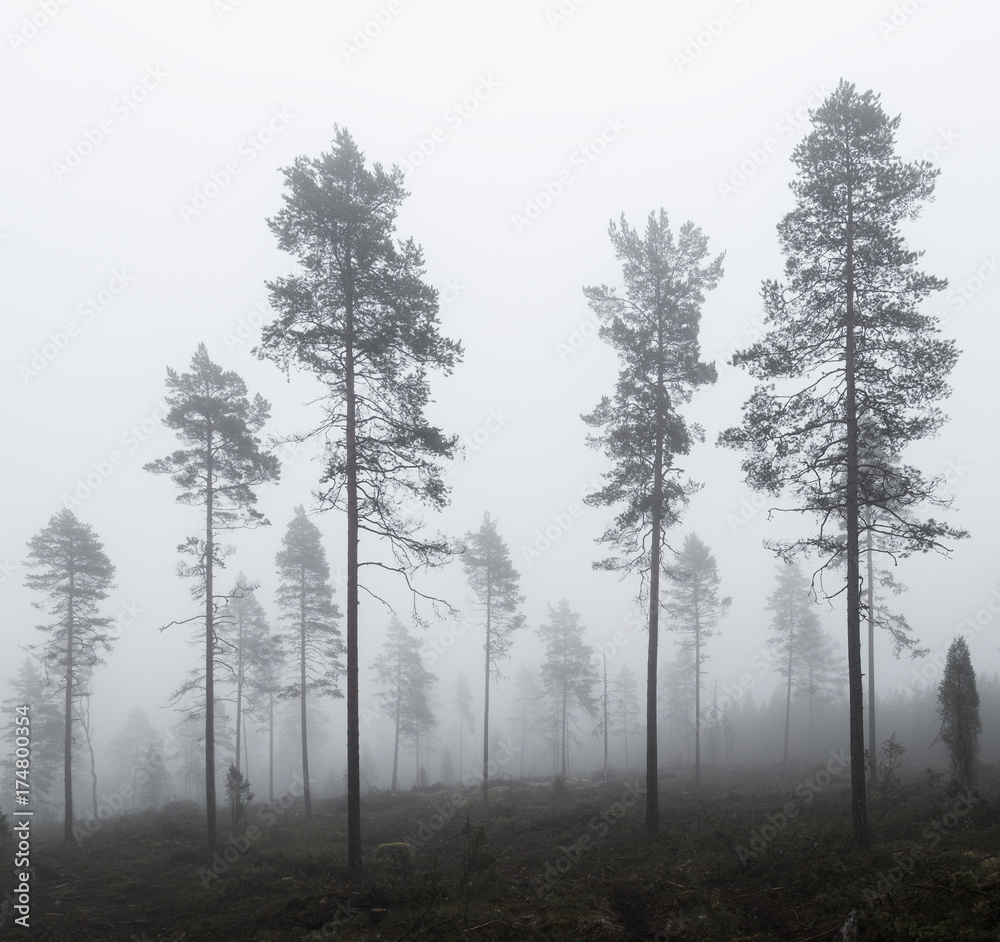 Natural renewal in pine forest Natural renewal in pine forest