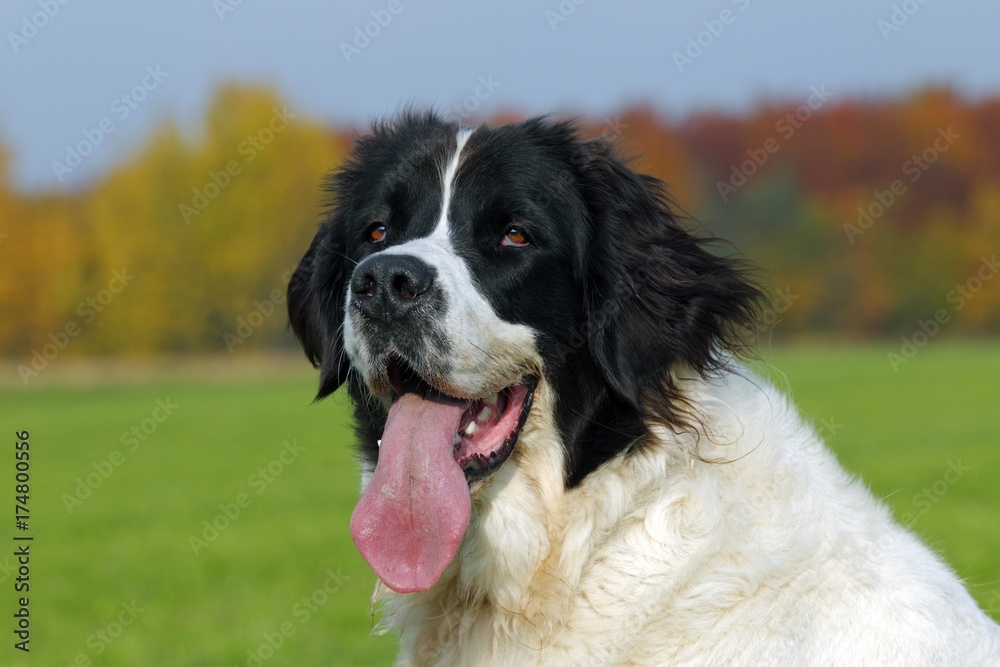 Landseer Dog (Canis lupus familiaris), portrait