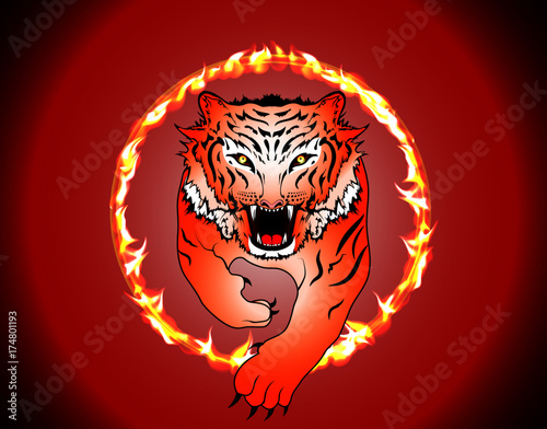 circus bengal tiger jump over fire hoop