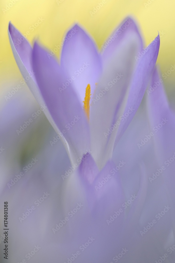 Fototapeta premium Woodland crocus, Tomasini's crocus (Crocus tommasinianus)