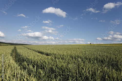 Wheat field against a blue sky