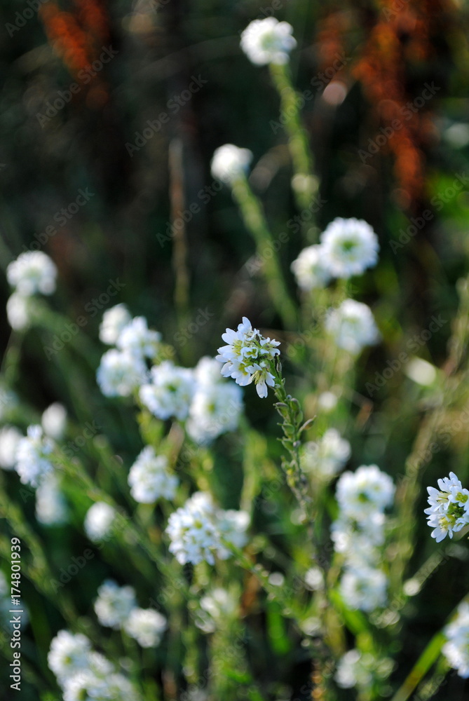 Herbstblüher