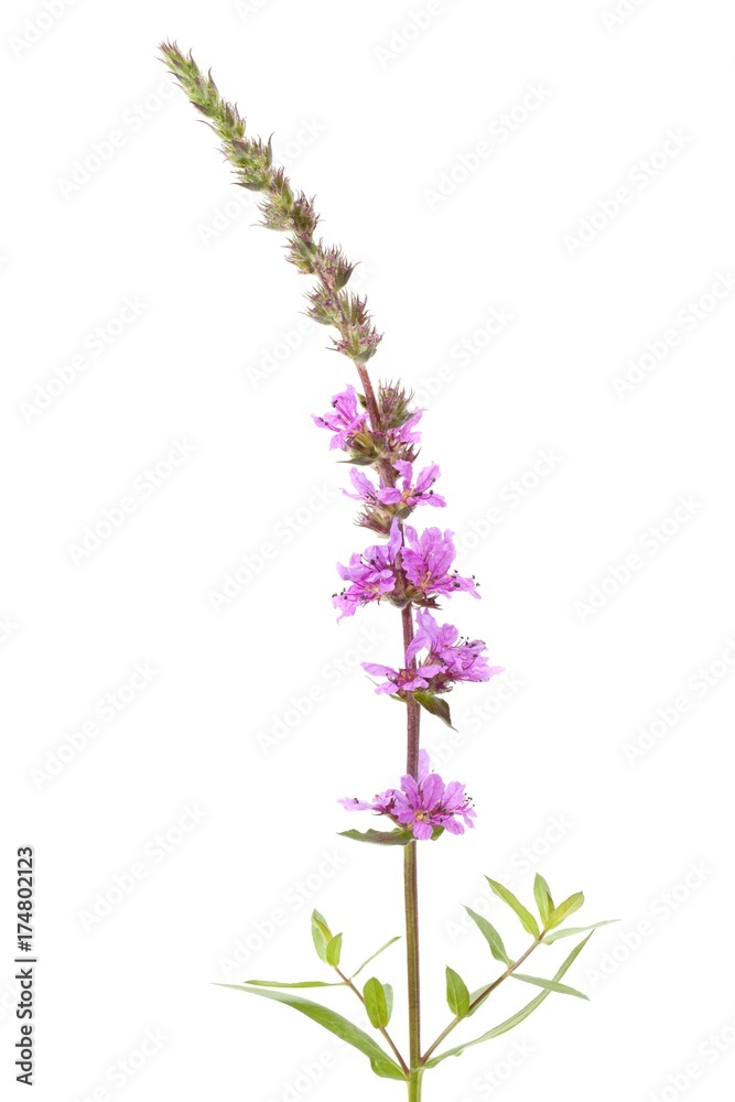 Purple Loosestrife (Lythrum salicaria), flowering