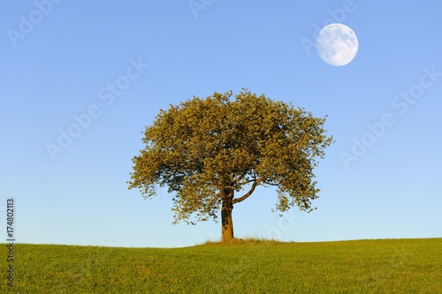 Meadow with cherry tree and moon, composing, Baden-Wuerttemberg, Germany, Europe photo