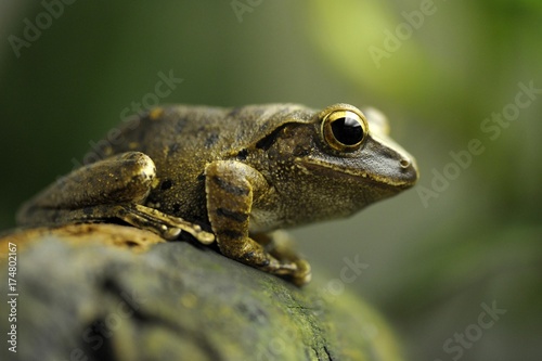 Common Tree Frog, Four-lined Tree Frog, or White-lipped Tree Frog (Polypedates leucomystax), Greater Sunda Islands, South East Asia © imageBROKER