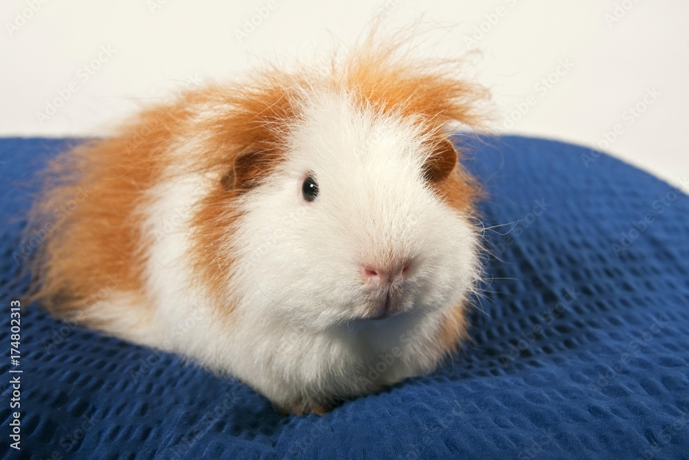 Swiss Teddy guinea pig breed (Cavia porcellus) Swiss Teddy guinea pig breed (Cavia porcellus)