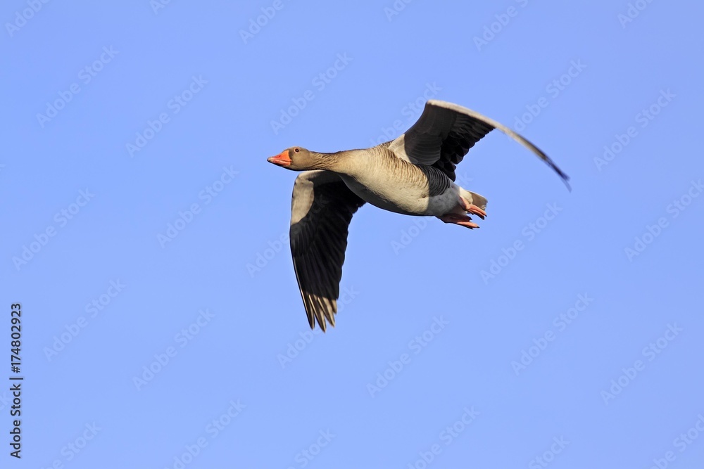 Gray goose grey goose greylag goose (Anser anser) flying Gray goose grey goose greylag goose (Anser anser) flying