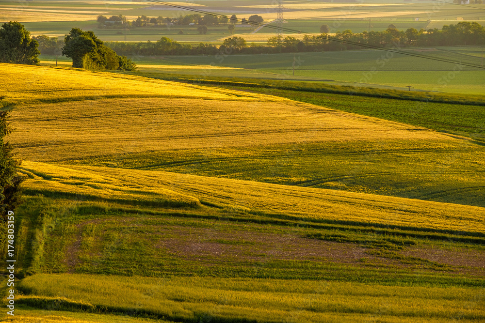 Rolling hills on sunset. Rural landscape. Green fields and farmlands, fresh vibrant colors