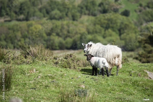 Sheep  ewe with lamb  Ireland  Europe