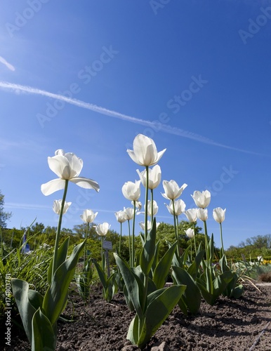 White tulips (Tulipa) against a blue sky