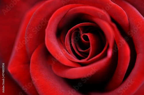 Detail  red Rose  Rosa 