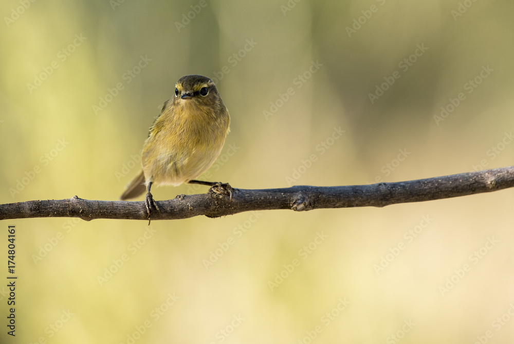 Obraz premium Chiffchaff 