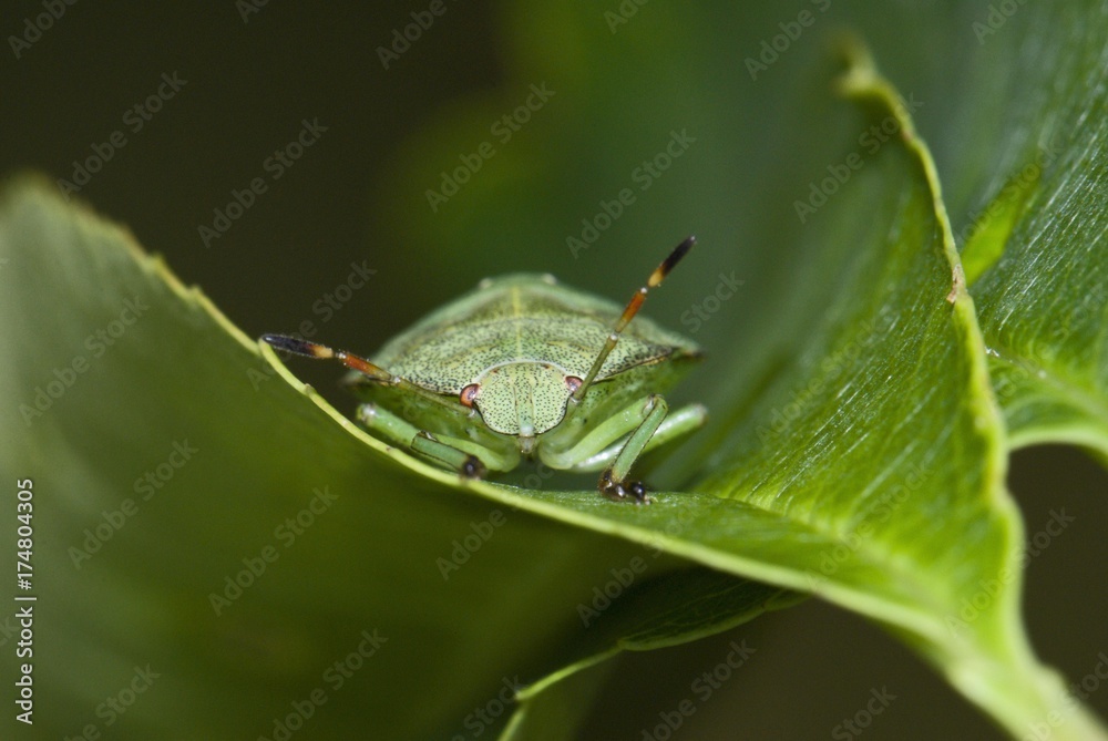 Green shield bug (Palomena prasina) perched on a hackberry leaf (Prunus padus) Green shield bug (Palomena prasina) perched on a hackberry leaf (Prunus padus)