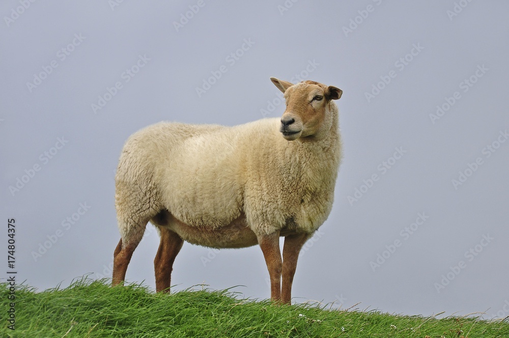 Obraz premium Domestic Sheep (Ovis orientalis Aries)