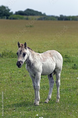 Konik horse (Equus przewalskii f. caballus), colt, tarpan or wild horse, backbreeding © imageBROKER