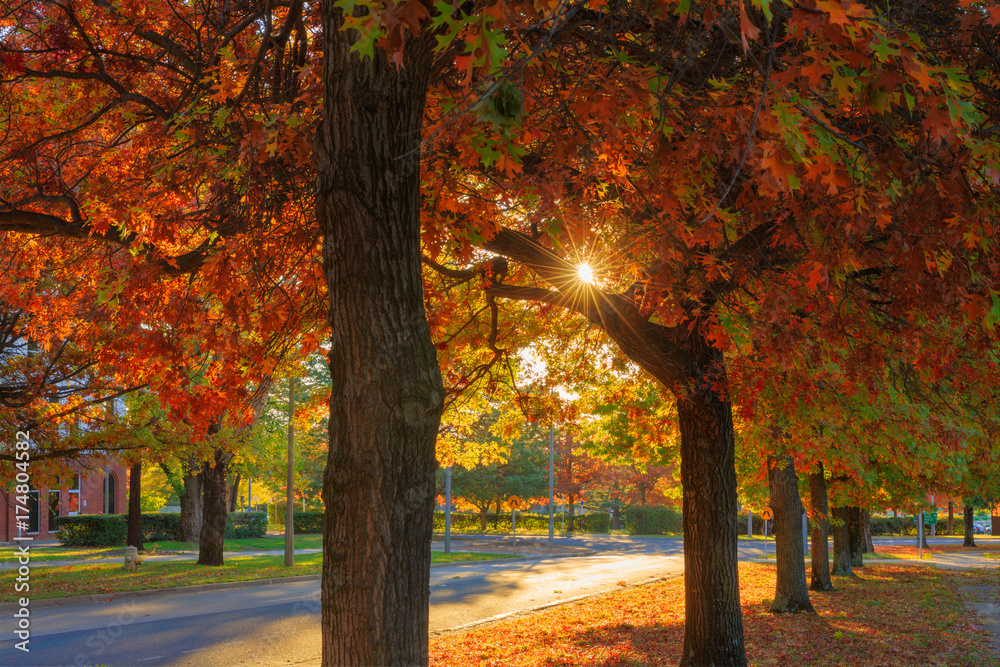 Fototapeta premium Autumn Colours 2