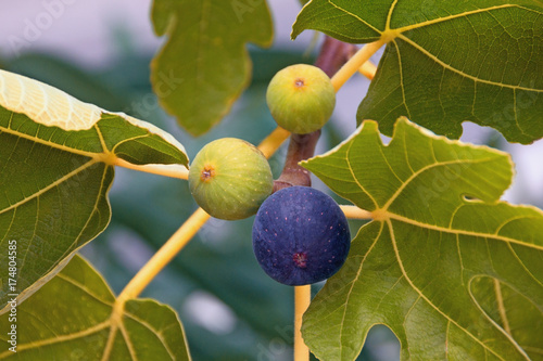 Branch of a fig tree (Ficus carica) with leaves and fruits in various stages of ripening