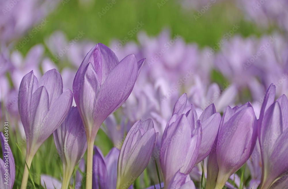 Autumn Crocus, Meadow Saffron or Naked Lady (Colchicum autumnale) Autumn Crocus, Meadow Saffron or Naked Lady (Colchicum autumnale)