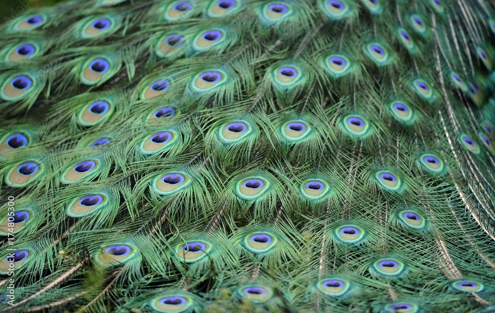 Obraz premium Indian Peafowl or Blue Peafowl (Pavo cristatus), male, detail of peacock feathers