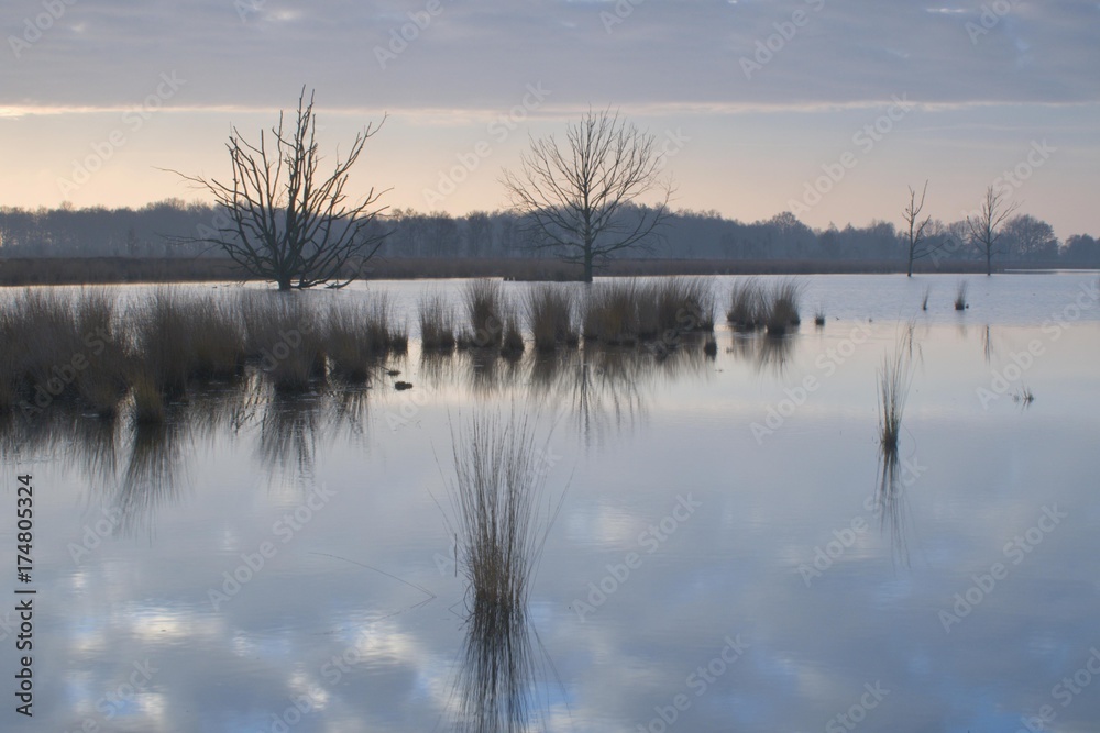 Dutch raised bog reserve, Bargerveen, Holland, Netherlands, Europe Dutch raised bog reserve, Bargerveen, Holland, Netherlands, Europe