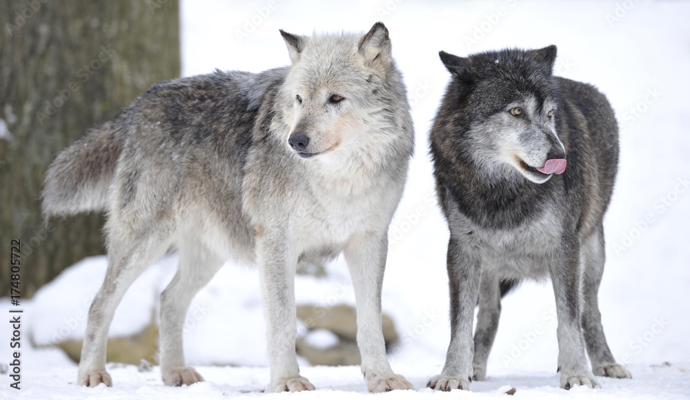 Mackenzie Valley Wolf, Alaskan Tundra Wolf or Canadian Timber Wolf