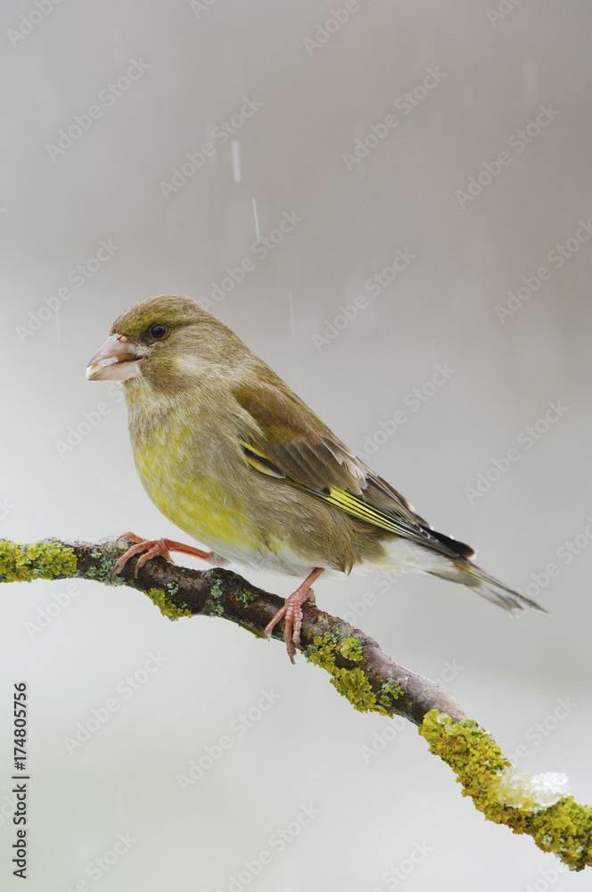 Greenfinch (Carduelis chloris), female Greenfinch (Carduelis chloris), female