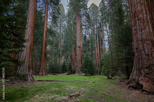 Glade in the forest, large trees with large probes