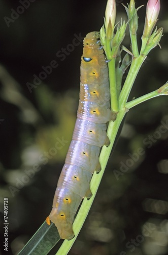 Oleander Hawk-moth (Daphnis nerii), caterpillar feeding on oleander photo