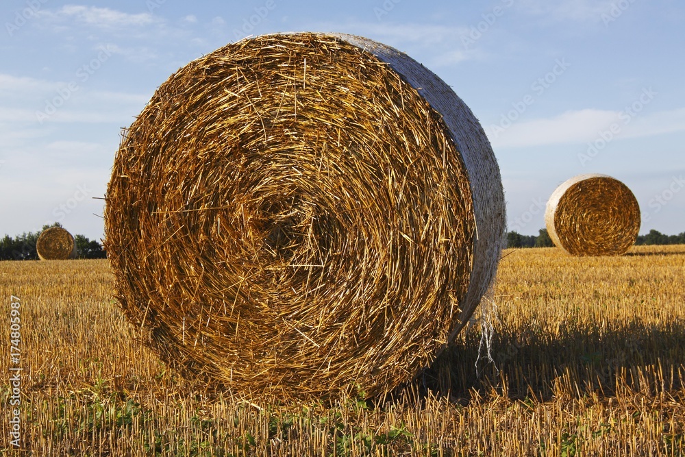 Landscape with bales of straw in summer, stubble field, Schleswig-Holstein, Germany, Europe