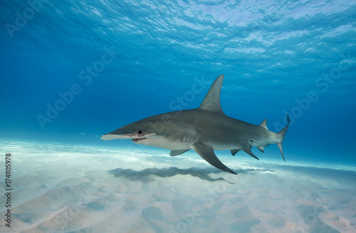 Great hammerhead shark underwater view Bimini, Bahamas.