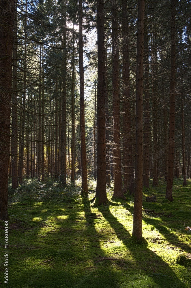 Forest with backlighting in Stockdorf, Bavaria, Germany, Europe