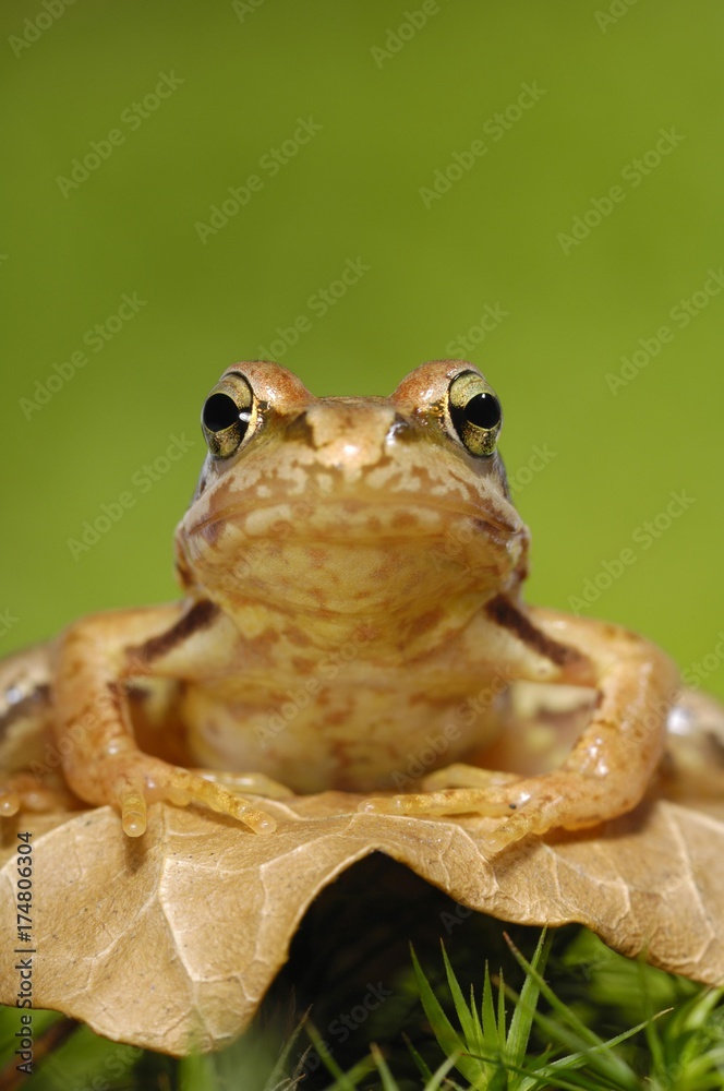 Obraz premium Grass Frog (Rana temporaria)