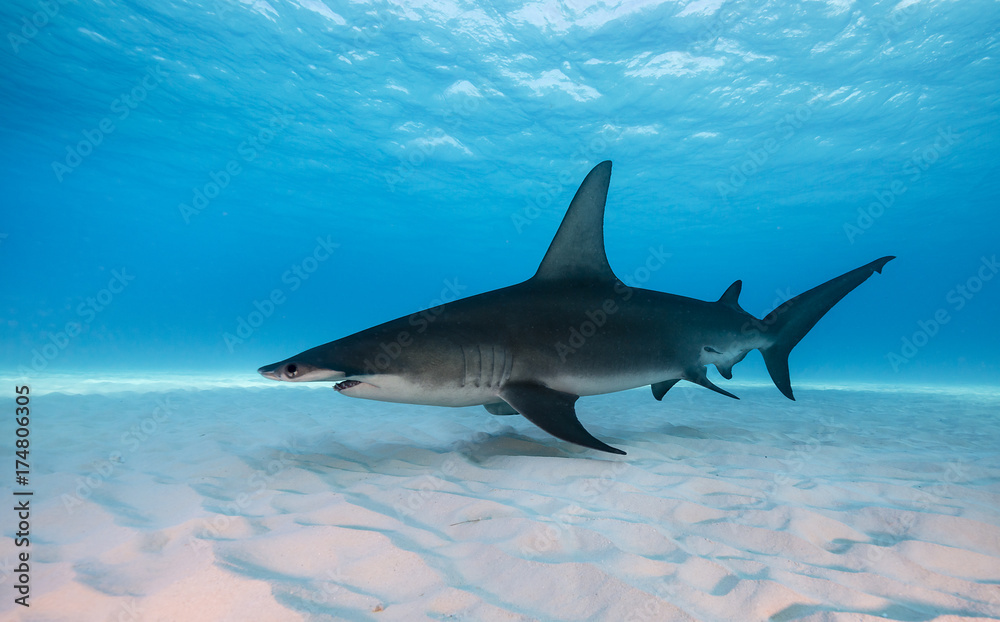 Fototapeta premium Great hammerhead shark underwater view Bimini, Bahamas.