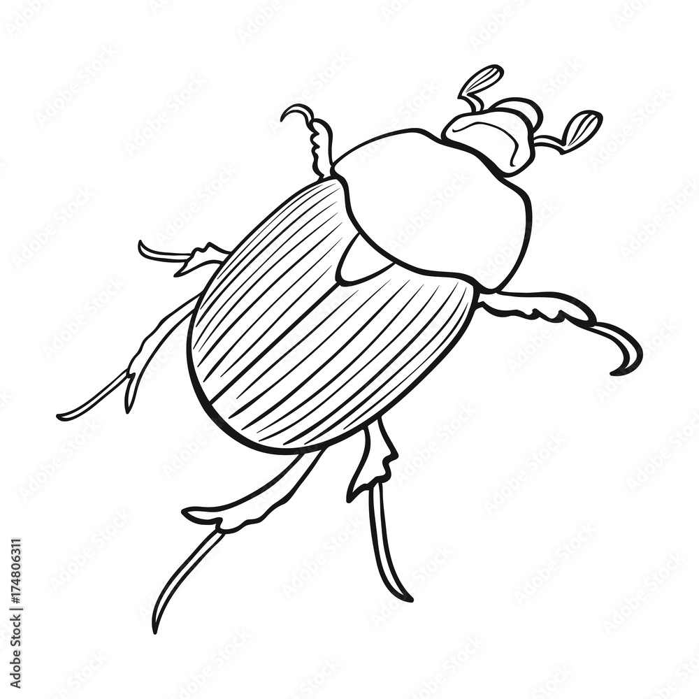 Beetle is a coleopterous insect.Arthropods insect, beetle single icon ...