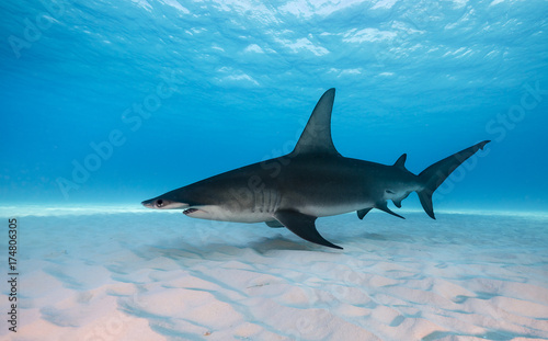 Great hammerhead shark underwater view Bimini  Bahamas.